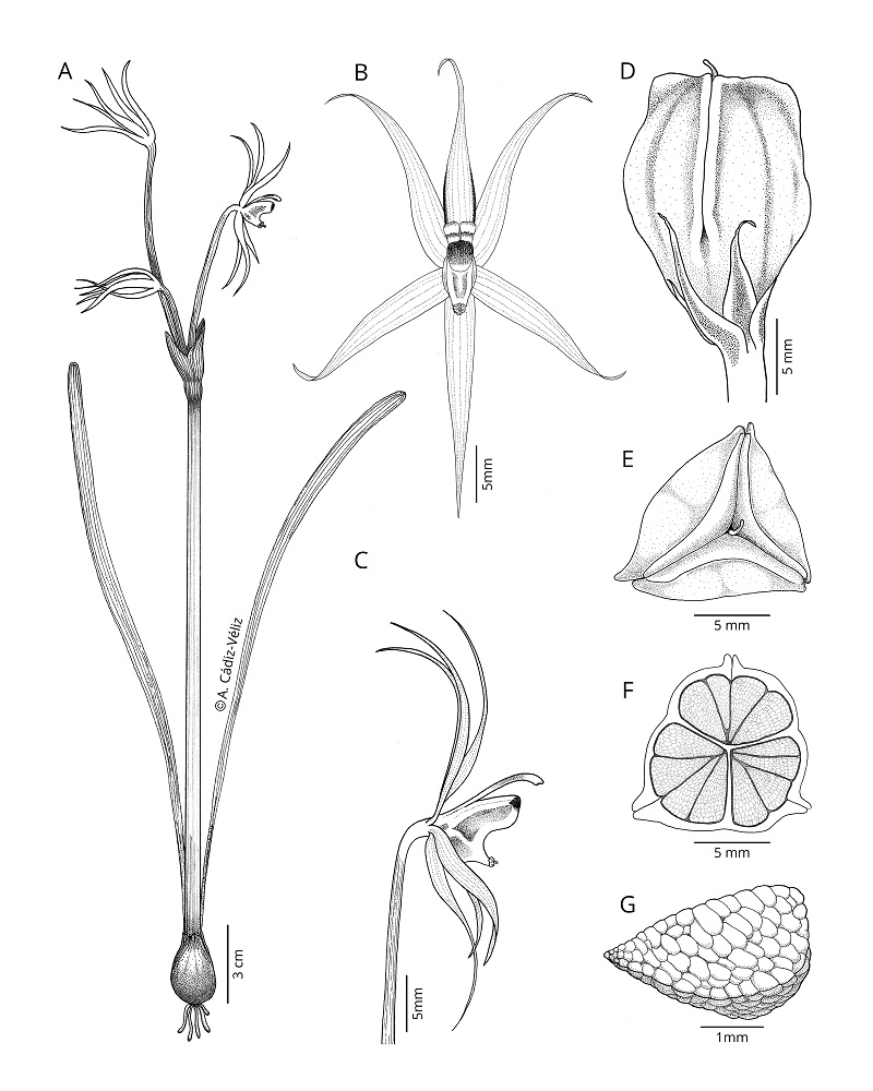 Ilustración Miersia putaendensis, nueva especie de planta endémica de Putaendo, Chile ©Arón Cádiz-Véliz