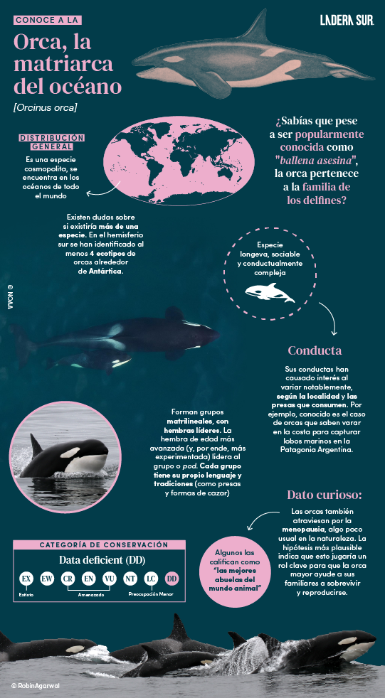 Infografía orca ©Ladera Sur