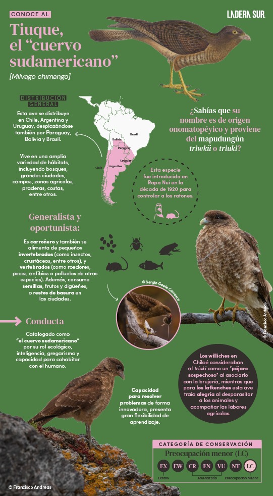 Infografía “Tiuque, el cuervo sudamericano” ©Ladera Sur