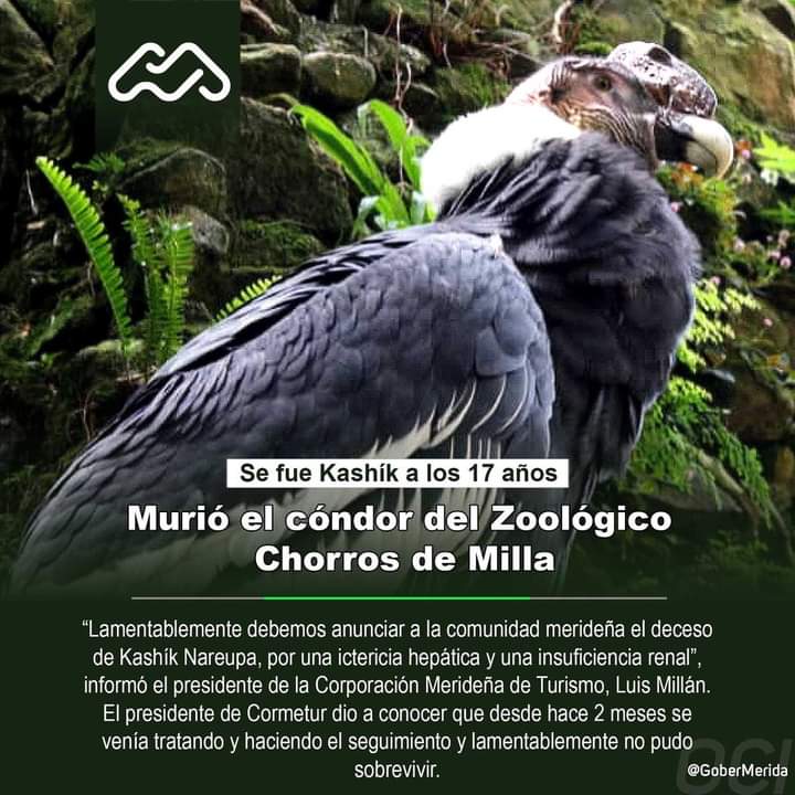 Kashik, ejemplar de cóndor andino muerto en cautiverio en Venezuela en noviembre de 2020. Crédito: © Corporación de Turismo de Mérida