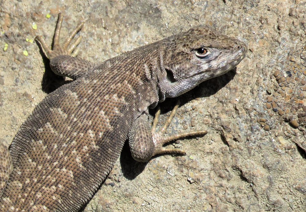 Describen nueva especie de lagarto en Chile: fue llamado “pikunche” en honor a pueblo originario de la zona central