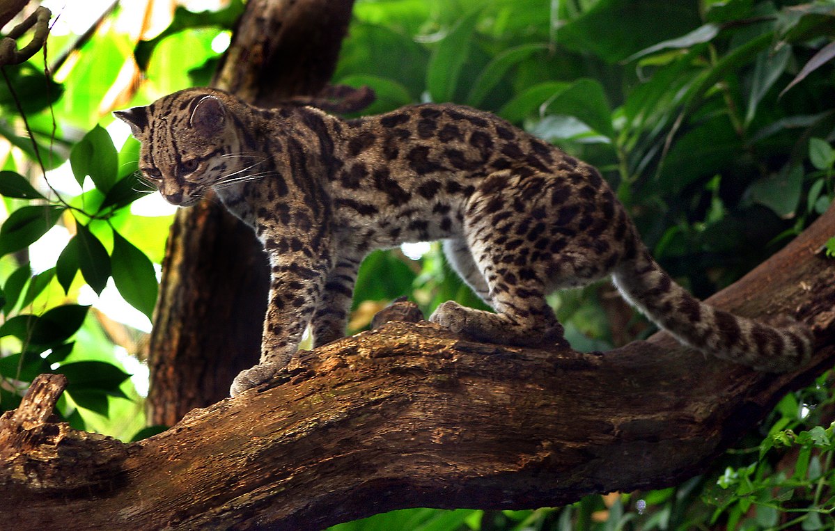 Leopardus wiedii. Crédito: © Malene Thyssen