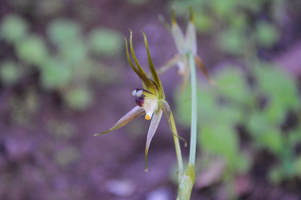 Miersia putaendensis, nueva especie de planta endémica de Putaendo, Chile ©Arón Cádiz-Véliz