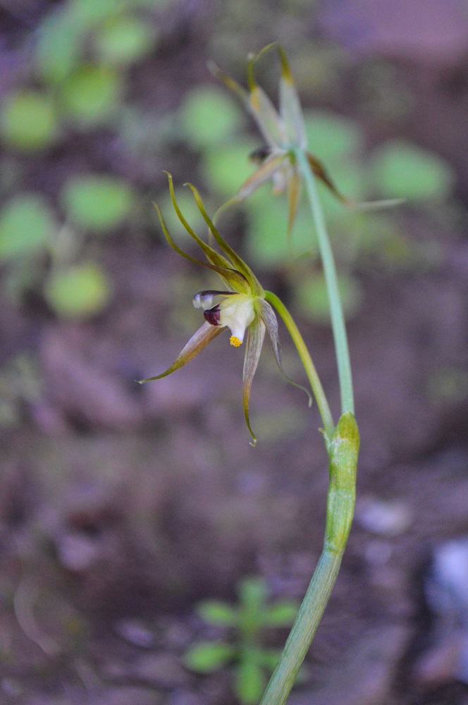 Miersia putaendensis, nueva especie de planta endémica de Putaendo, Chile ©Arón Cádiz-Véliz