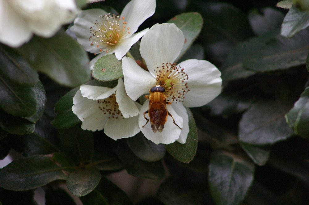 La mosca «gourmet»: el estrecho vínculo entre un insecto polinizador y las flores del ulmo