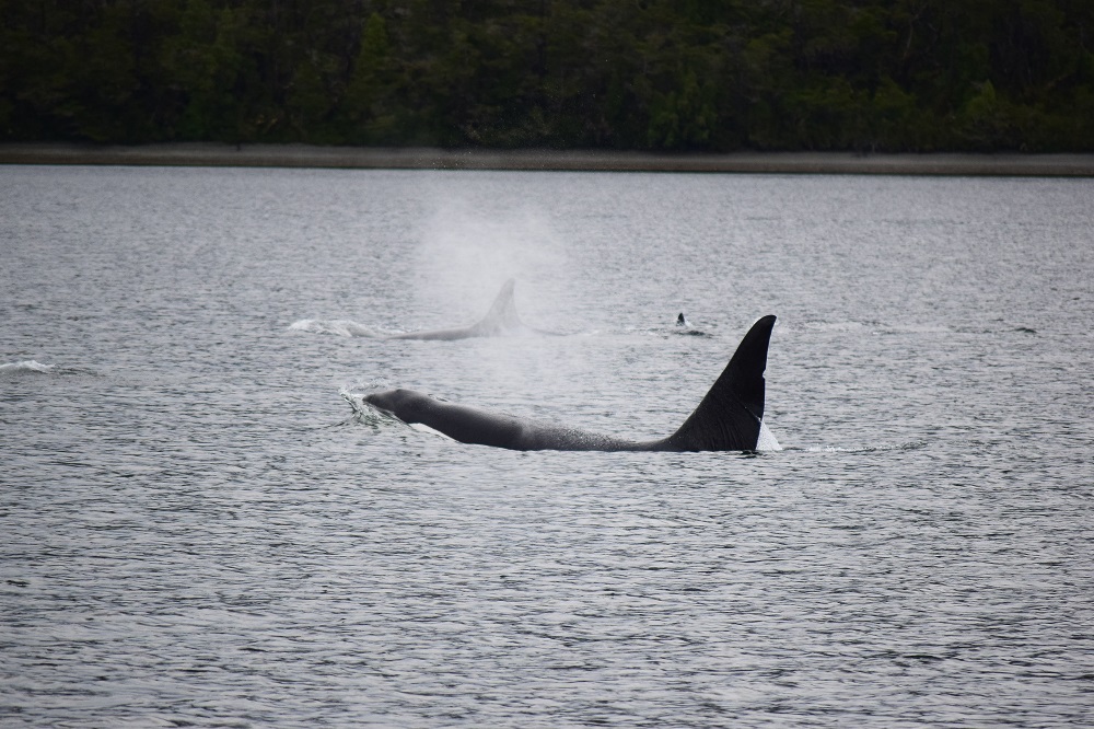 Al frente se ve una orca macho ©Frederick Toro