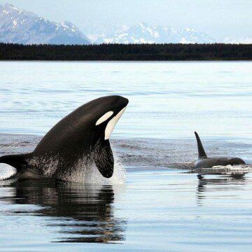 La orca, matriarca de los océanos: el profundo legado de las hembras líderes