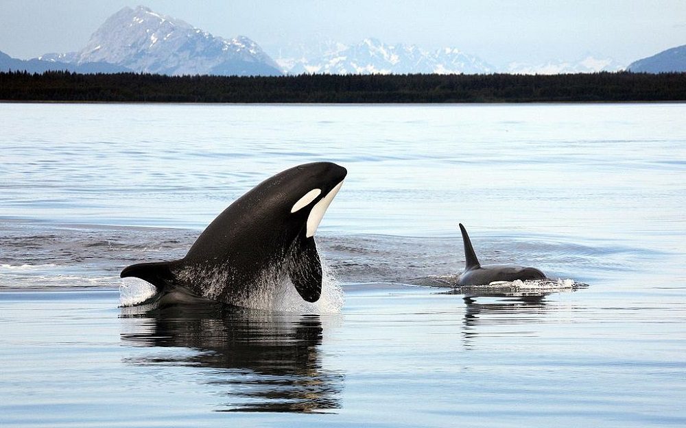 La orca, matriarca de los océanos: el profundo legado de las hembras líderes