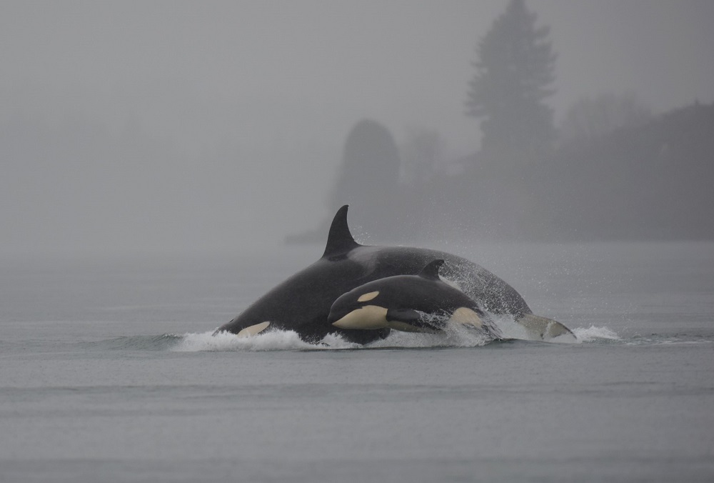 Orca y cría @Mike Charest Flickr