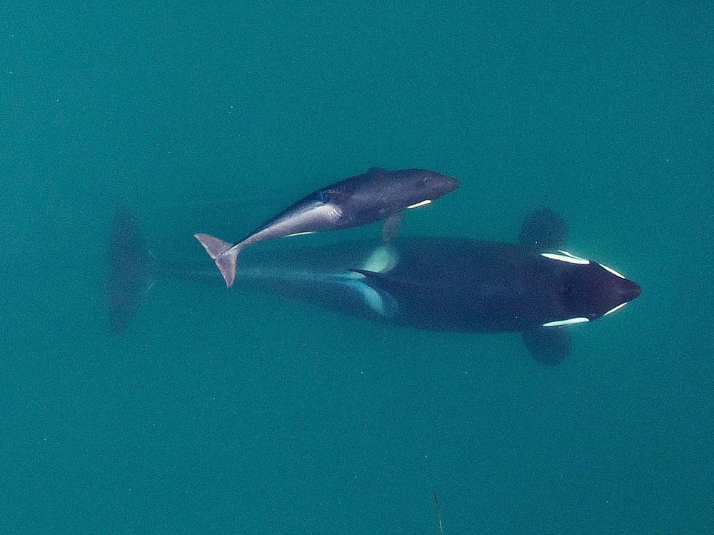 Orca y su cría / NOAA Fisheries (anon.) Wikimedia Commons
