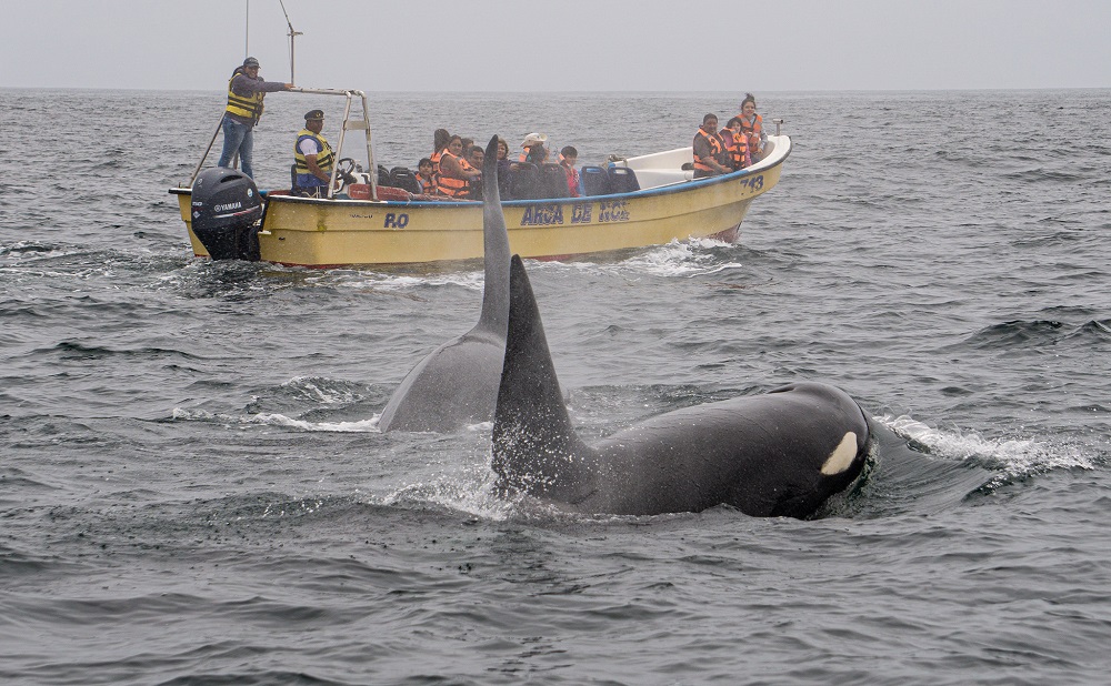 Orcas en Chañaral de Aceituno, Chile ©Diego Cortés Peña