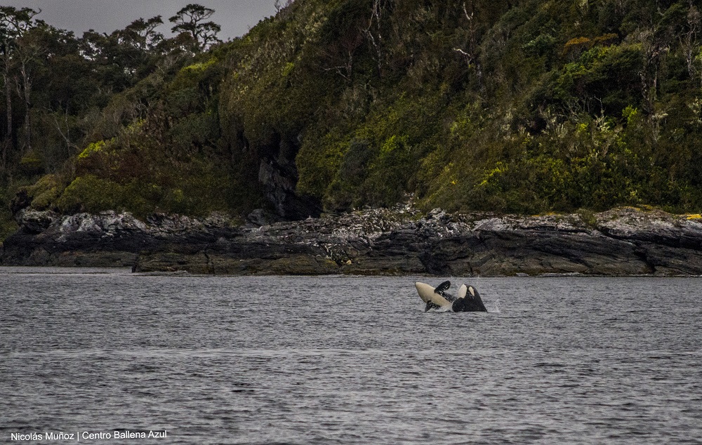 Orcas en Chile ©Nicolás Muñoz / Centro Ballena Azul
