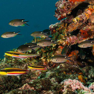 Panamá y la importancia de su 30% de áreas marinas protegidas