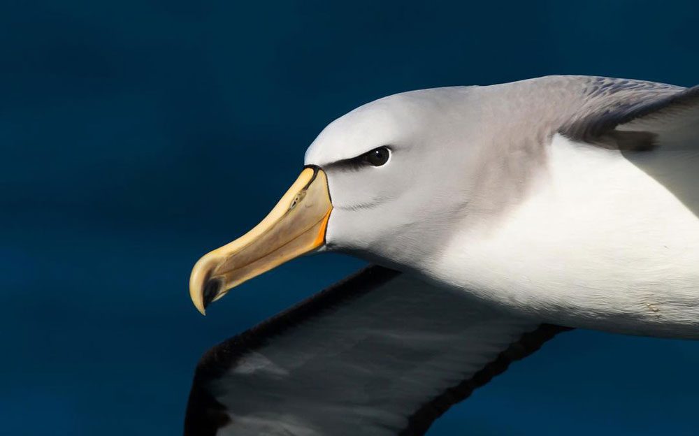 Conoce las fotos y relatos ganadores del concurso internacional del Día de los Albatros