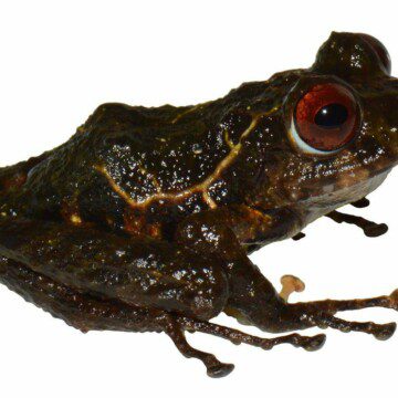 Ecuador: Descubren nueva especie de rana ojos rojos llamada ‘Pristimantis Led Zeppelin’, en honor a la banda de rock británica