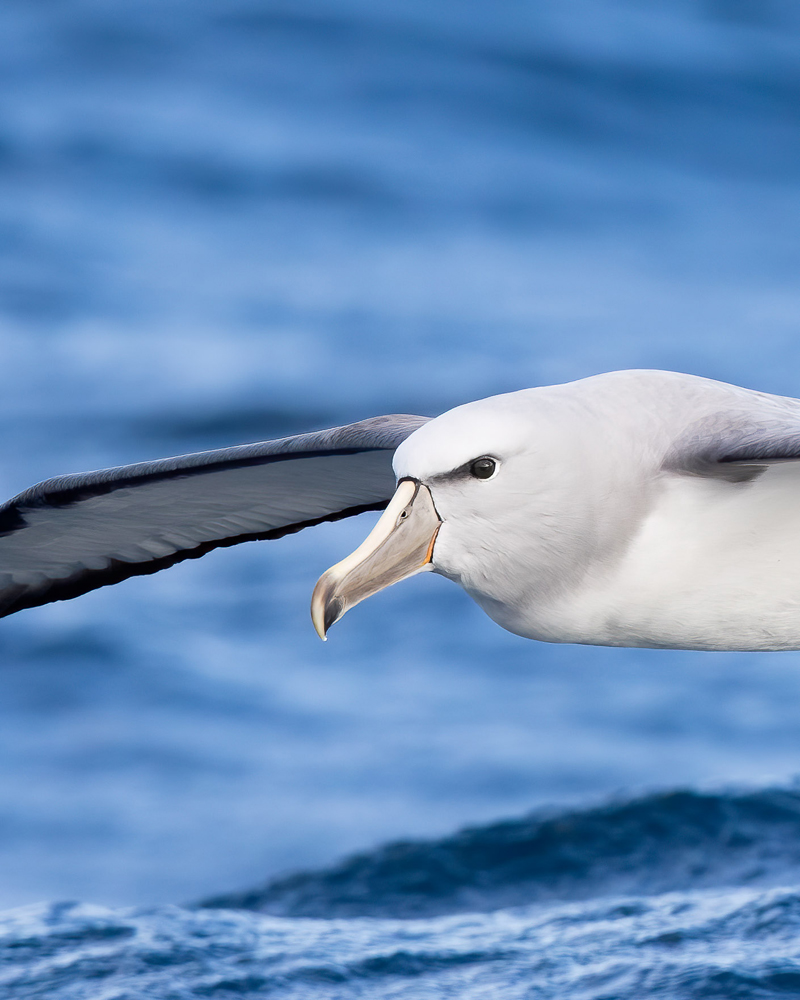 Albatros de Salvin ©Fernando Díaz