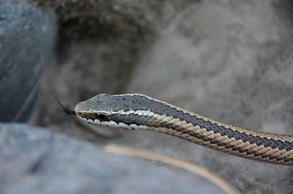 Serpiente o culebra de cola larga, reptil endémico, en río Mapocho por río Mapocho ©Joaquín Moure / Mapocho Vivo