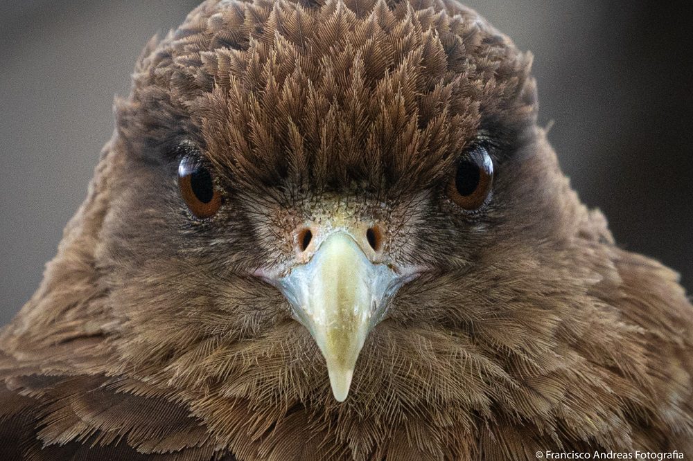 La sorprendente vida del tiuque o chimango: el olvidado “cuervo de Sudamérica»