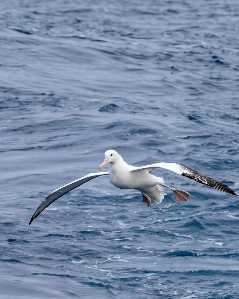 Wandering Albatross_Fdiaz