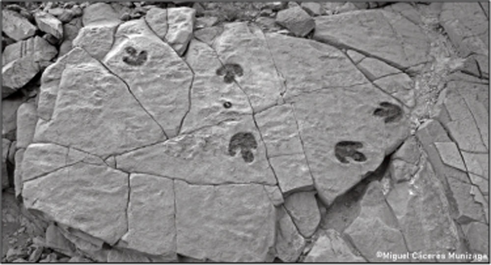 Geositio “Huellas de dinosaurio de Quebrada Descubridora”, formado hace cerca de 100 Ma. Comuna de Tierra Amarilla. ©Geoturismo Lickanantay
