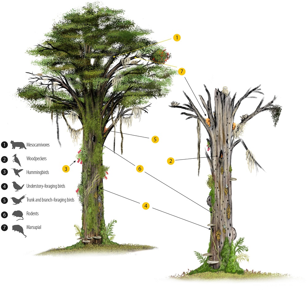 Animales asociados a árbol vivo y muerto ©Ecological Indicatos, extraído de “Standing dead trees as indicators of vertebrate diversity: Bringing continuity to the ecological role of senescent trees in austral temperate forests”