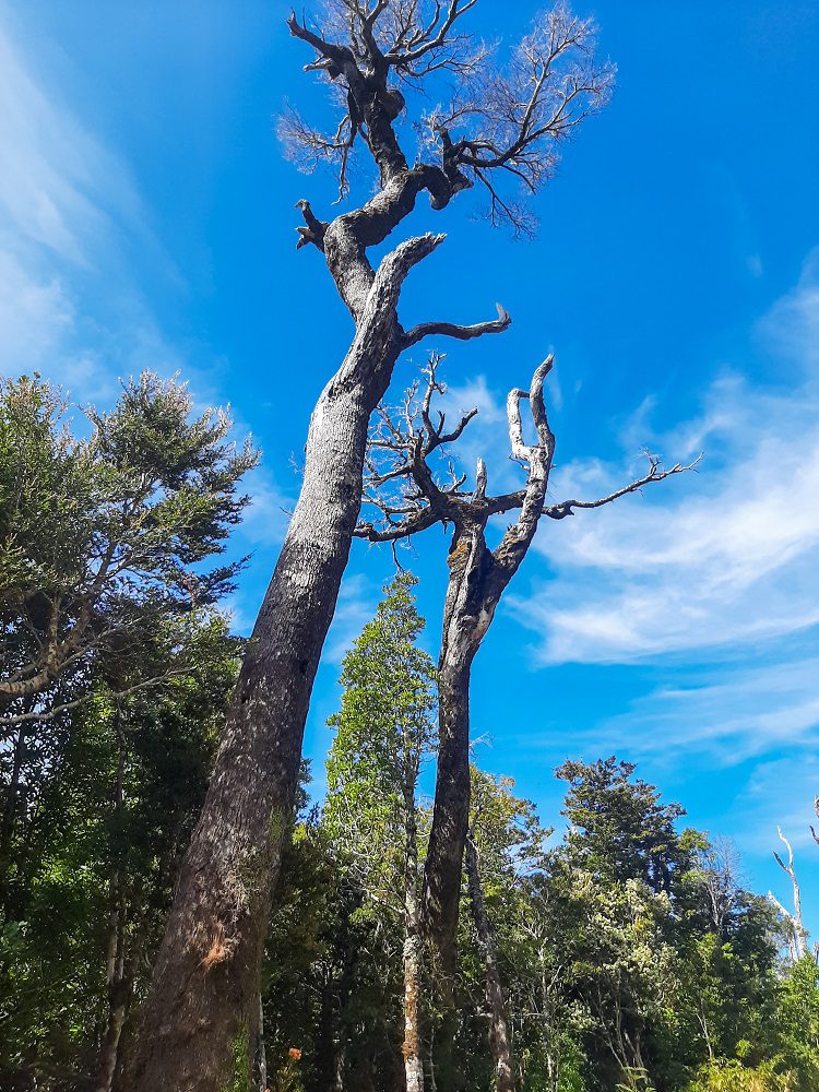 Los árboles muertos también son valiosos  para la conservación del bosque nativo