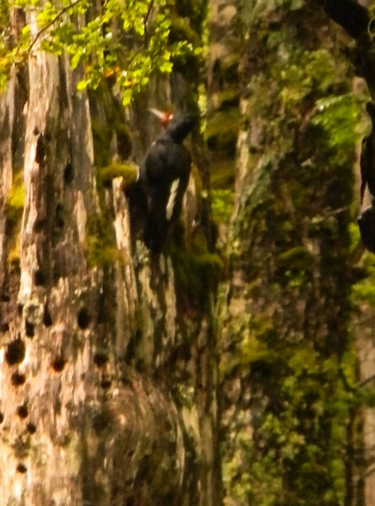Carpintera en árbol muerto, captada por cámara trampa. Gentileza Darío Moreira Arce
