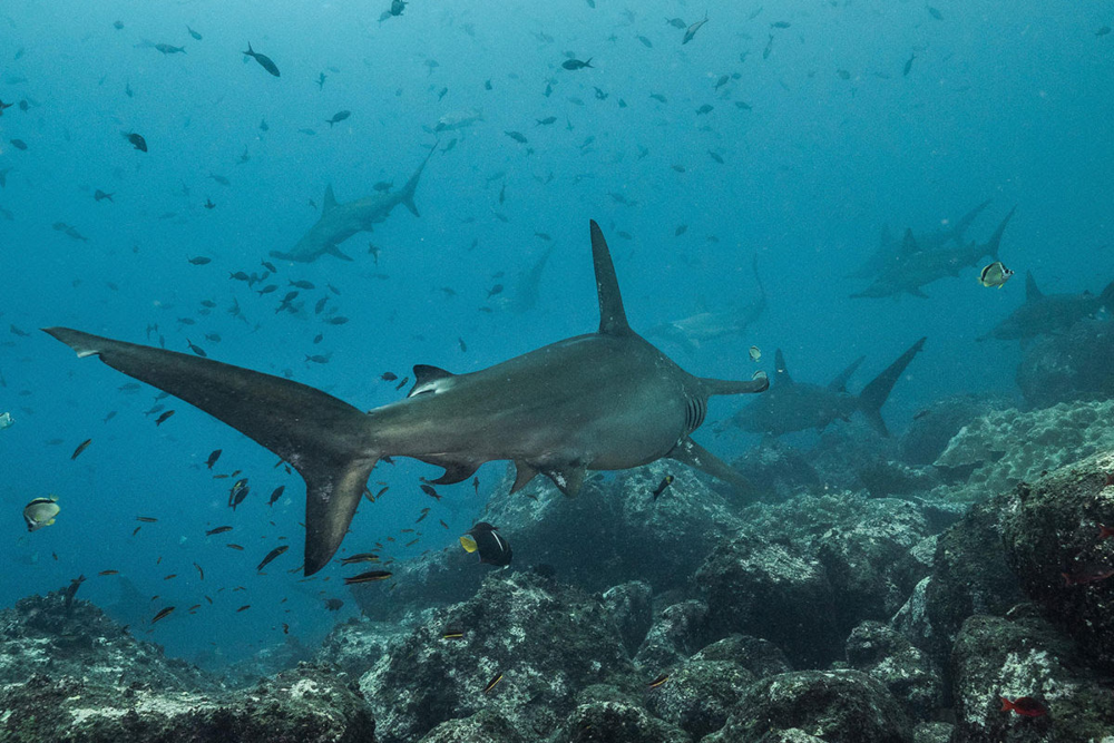 Tiburones martillo. Crédito: © Pelayo Salinas de León