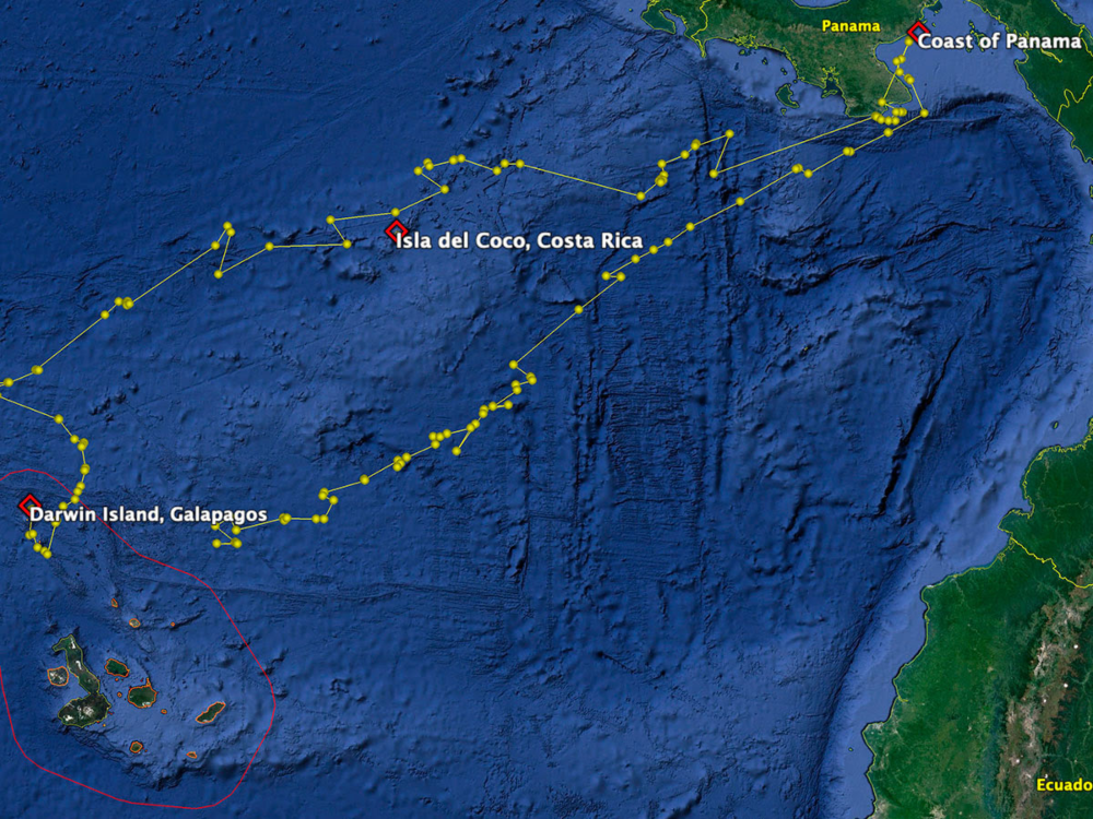 El viaje de Cassiopeia desde Galápagos hasta Panamá. Crédito: © Fundación Charles Darwin.