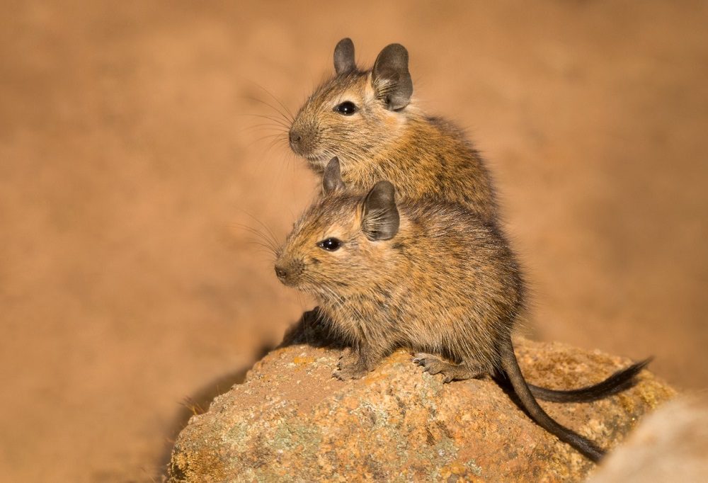El asombroso mundo del degu: el roedor único de Chile que fascina a la ciencia