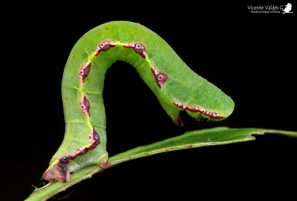 Familia Geometridae ©Vicente Valdés Guzmán – Biodiversidad Chilena