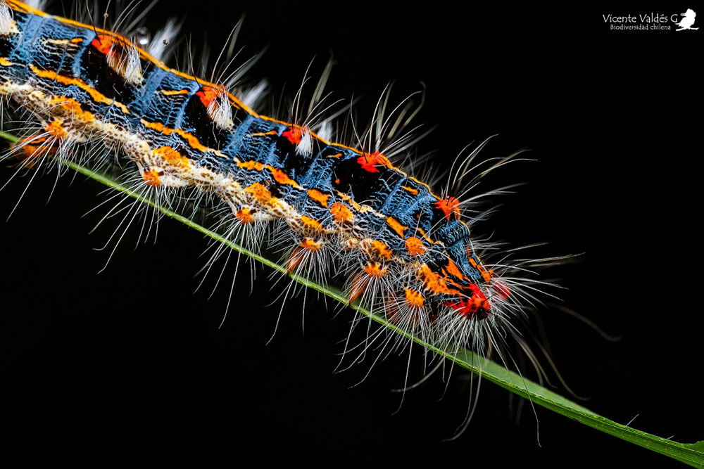 Familia Lasiocampidae1 ©Vicente Valdés Guzmán – Biodiversidad Chilena