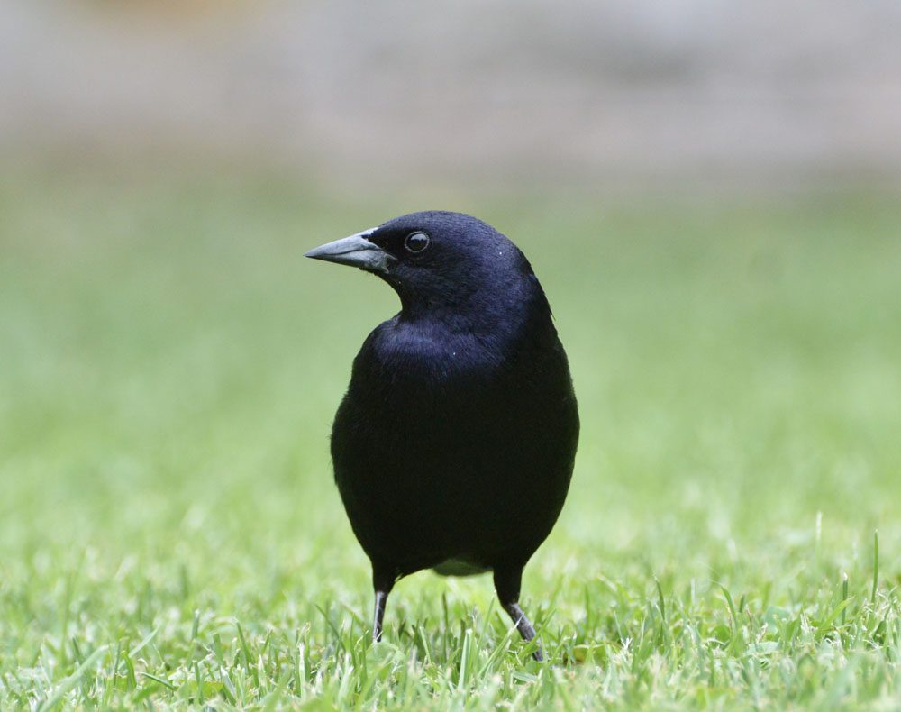 Conociendo aves cercanas al hogar: el mirlo común