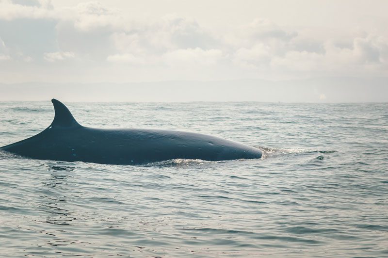 De la caza de ballenas a los avistamientos: un nuevo relato para Caleta Chome