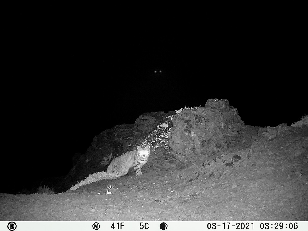 Gato andino (Leopardus jacobita) en Parque Andino Juncal, Región de Valparaíso ©Parque Andino Juncal/Alianza Gato Andino