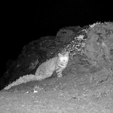 Logran segundo registro del gato andino en Valparaíso: hallazgo en Parque Andino Juncal es clave para proteger a este amenazado felino