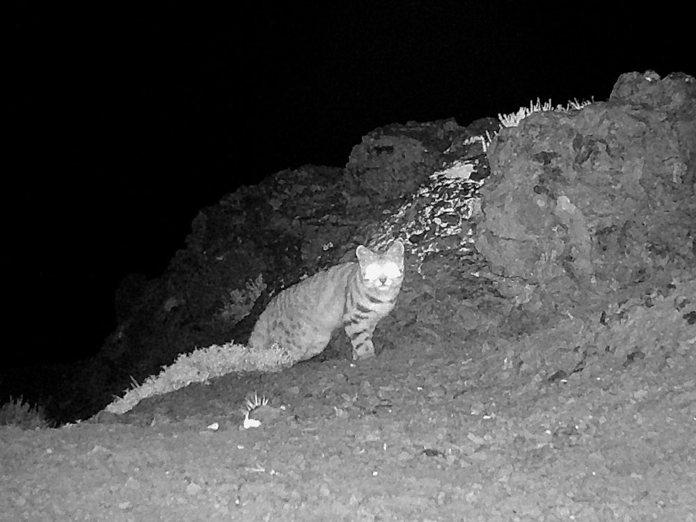 Logran segundo registro del gato andino en Valparaíso: hallazgo en Parque Andino Juncal es clave para proteger a este amenazado felino