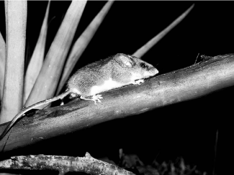 Habromys schmidlyi, una especie de roedor tan rara que ha sido vista pocas veces en Veracruz. Crédito: © Researchgate