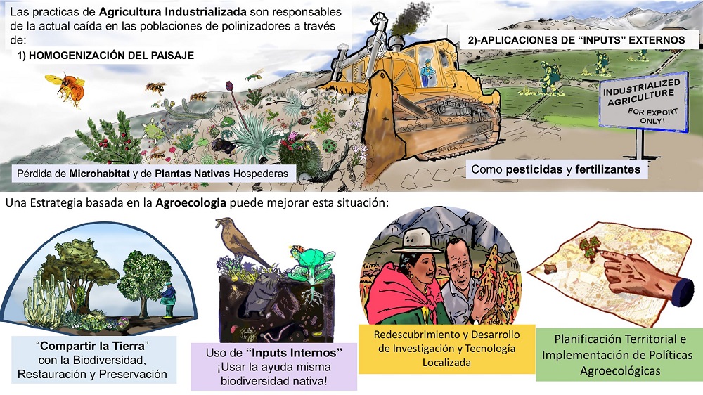 Imagen estudio estrategias de agroecología para Chile ©Henríquez-Piskulich, P.A.; Schapheer, C.; Vereecken, N.J.; Villagra, C. Agroecological Strategies to Safeguard Insect Pollinators in Biodiversity Hotspots: Chile as a Case Study. Sustainability 2021