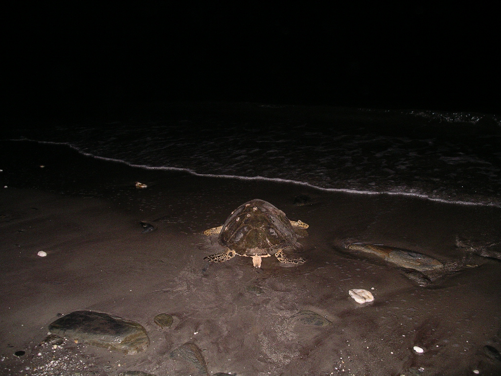 Una tortuga marina abandonando una playa en Macuro. Crédito: Cortesía / Clemente Balladares.