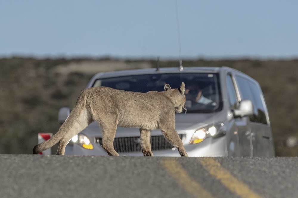 Impacto Vial. Puma cruzando una carretera ©Miguel Fuentealba
