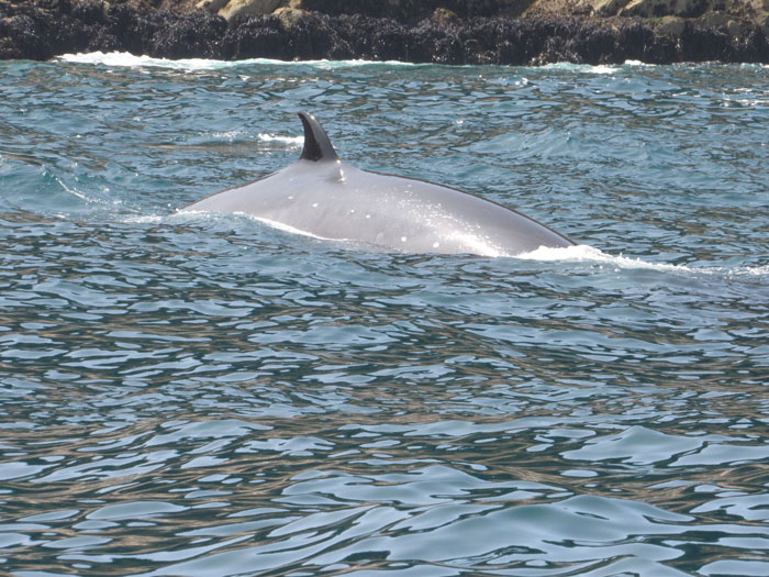 La gente de Chome reconoce a esta ballena sei y la bautizó como La Regalona. ©Fernanda Silva