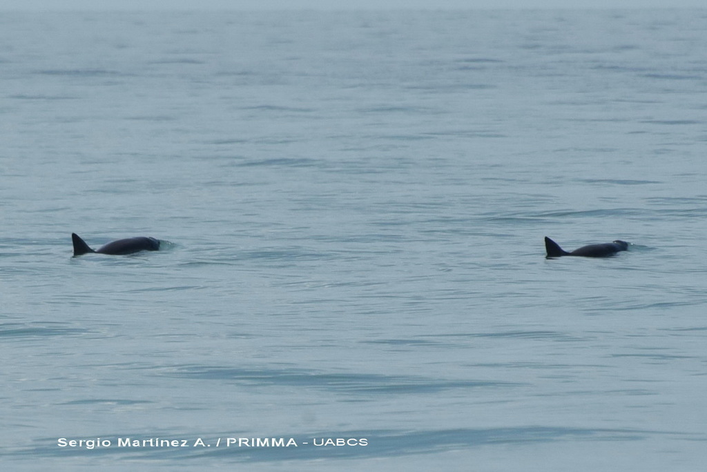 Las vaquitas marinas (Phocoena sinus) están al borde de la extinción. Crédito: © Sergio Martínez