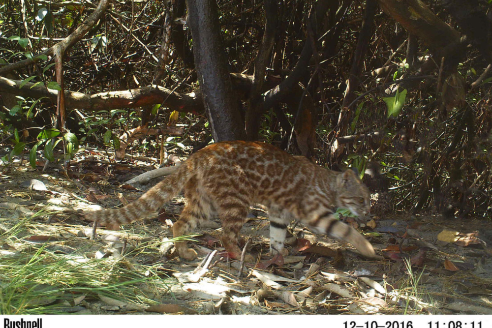 Las cámaras trampa captaron al gato del desierto (Leopardus colocolo), una especie vista pocas veces. Crédito: © Centro de Investigación Biodiversidad Sostenible.