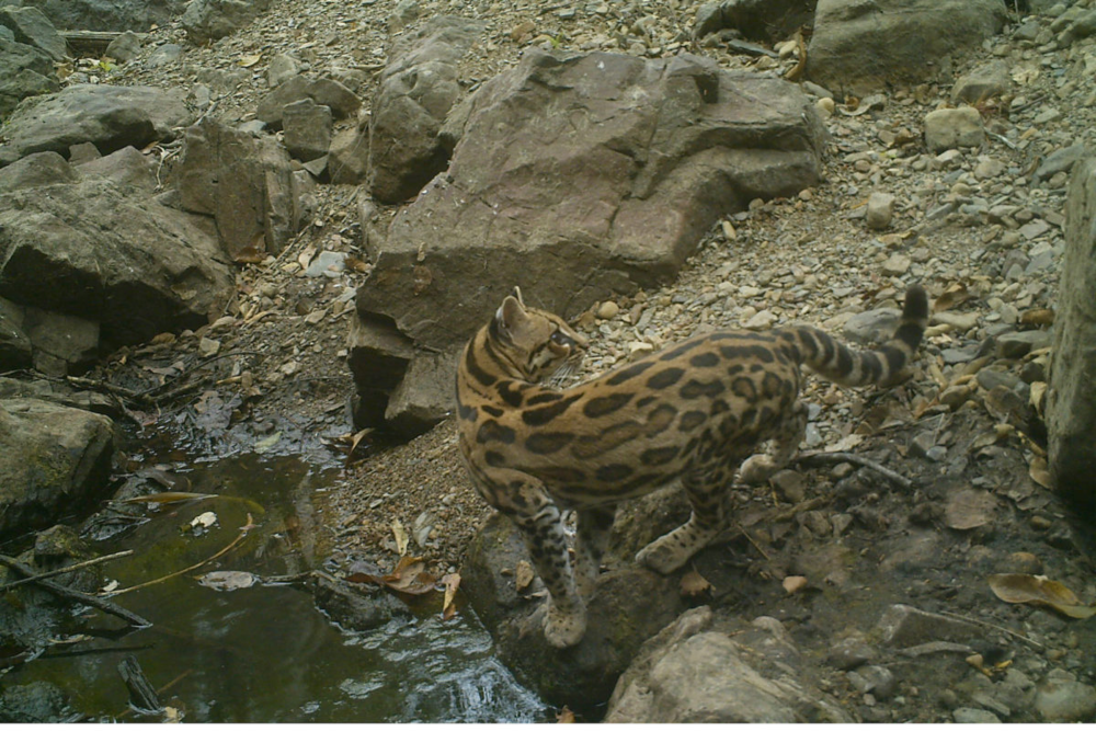 Otra de las especies captadas fue el margas (Leopardus wiedi). Crédito: © Centro de Investigación Biodiversidad Sostenible.