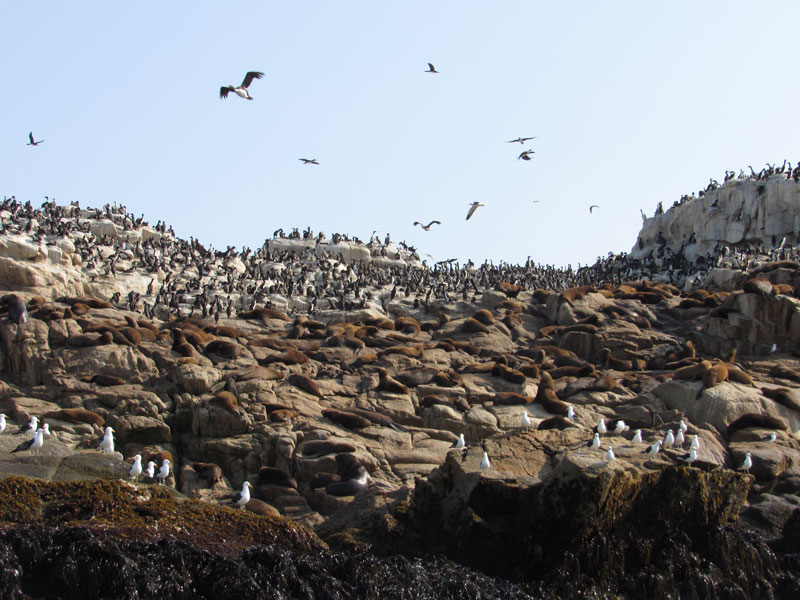 Los paseos turísticos incluyen las islas Cullintos, donde cohabitan lobos marinos y aves como el pinguino Humboldt, el cormorán Guanay y el cormorán Lile