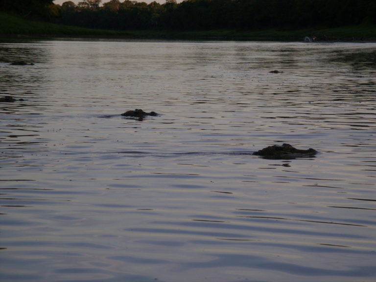 Los caimanes negros son cazados por la creencia de que su grasa cura enfermedades pulmonares. Crédito: © Ninon Rios.
