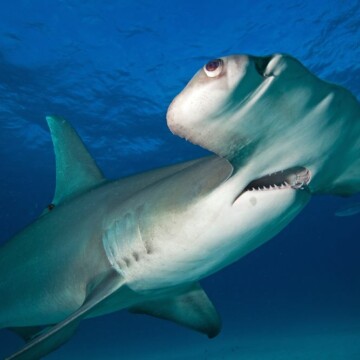 El viaje de Cassiopeia: la tiburón martillo que dejó Galápagos para dar a luz a sus crías