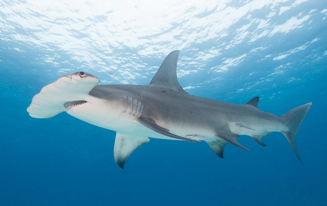 Se cree que los tiburones martillo se congregan en las islas Wolf y Darwin porque funcionan como estaciones de limpieza. Crédito: © Derek Heasley/Shutterstock