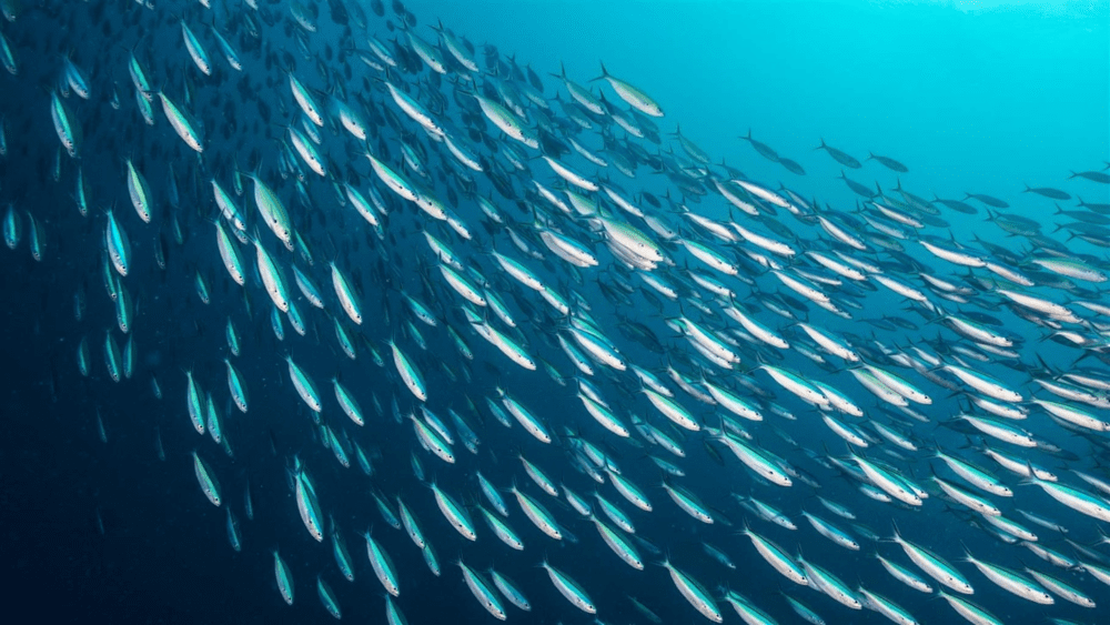 Biodiversidad marina podrá rehabilitarse si se eliminan subsidios a la pesca comercial, un tema que se discute en la OMC